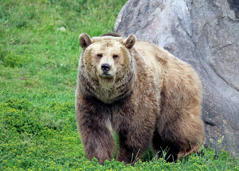Grizzly Bear Confirmed in Big Horn Mountains