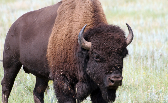 Governor Gordon Donates Wild Bison License for Wildlife Conservation